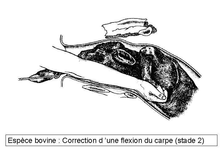 Espèce bovine : Correction d ’une flexion du carpe (stade 2) 