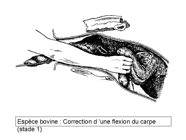 Espèce bovine : Correction d ’une flexion du carpe (stade 1) 