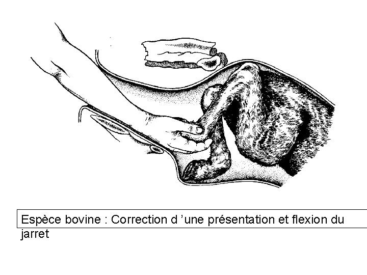 Espèce bovine : Correction d ’une présentation et flexion du jarret 