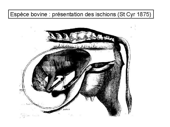 Espèce bovine : présentation des ischions (St Cyr 1875) 