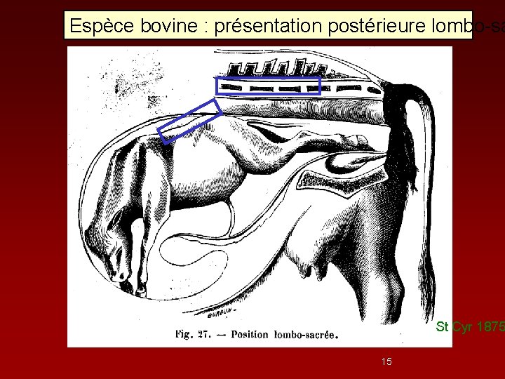 Espèce bovine : présentation postérieure lombo-sa St Cyr 1875 15 