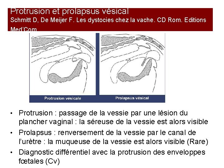 Protrusion et prolapsus vésical Schmitt D, De Meijer F. Les dystocies chez la vache.