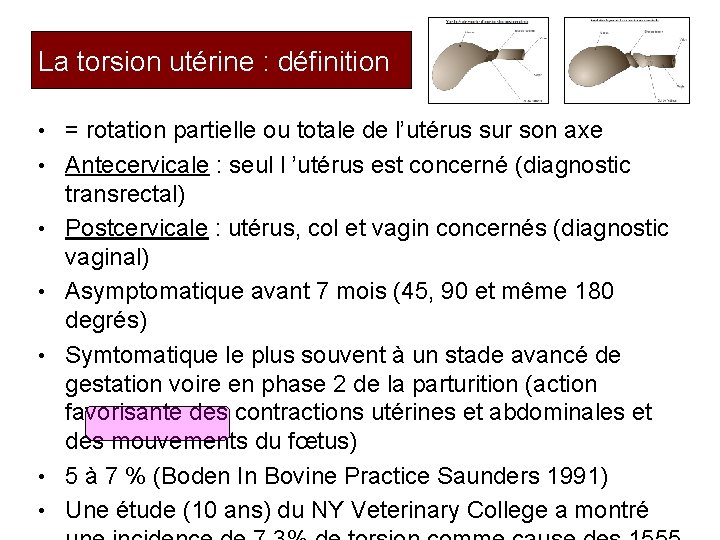 La torsion utérine : définition • = rotation partielle ou totale de l’utérus sur