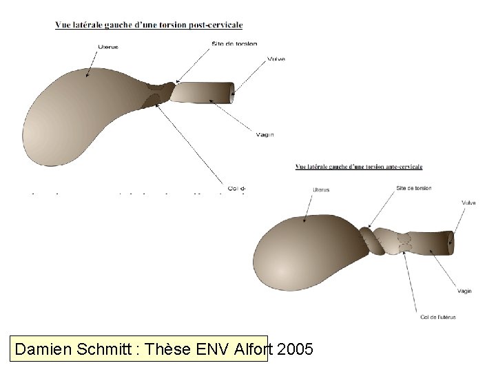 Damien Schmitt : Thèse ENV Alfort 2005 