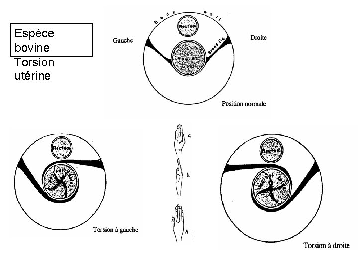 Espèce bovine Torsion utérine 