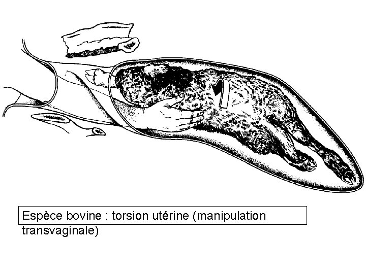 Espèce bovine : torsion utérine (manipulation transvaginale) 