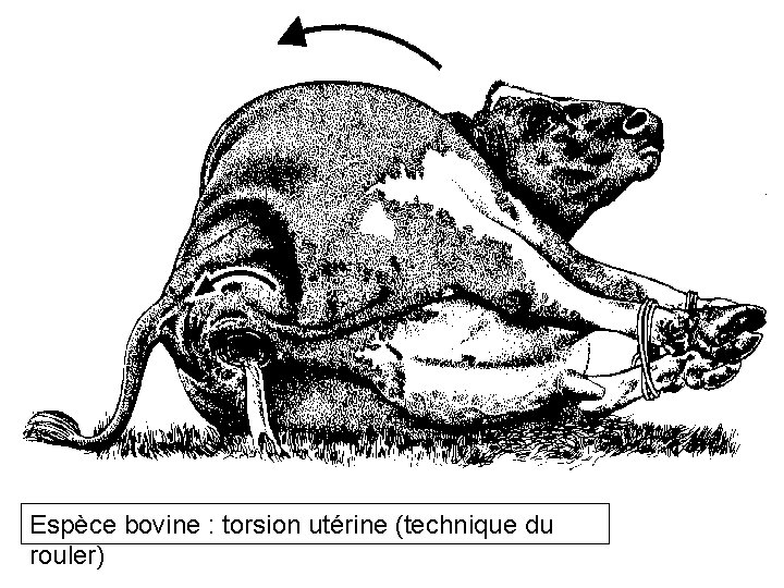 Espèce bovine : torsion utérine (technique du rouler) 