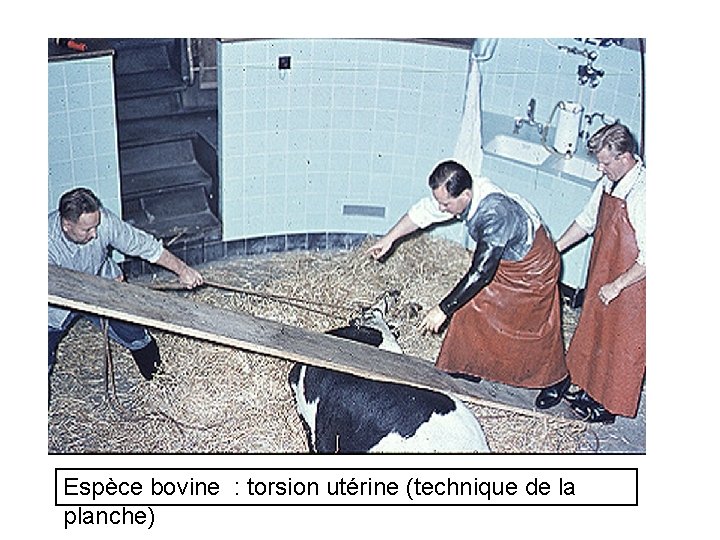 Espèce bovine : torsion utérine (technique de la planche) 