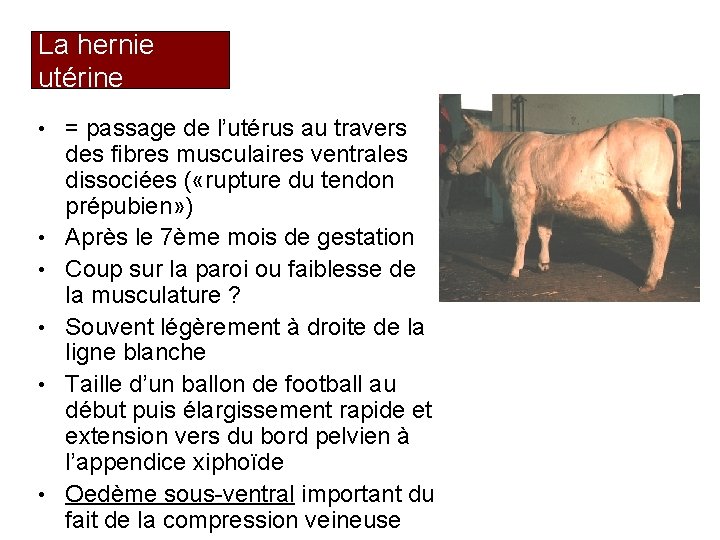 La hernie utérine • = passage de l’utérus au travers • • • des