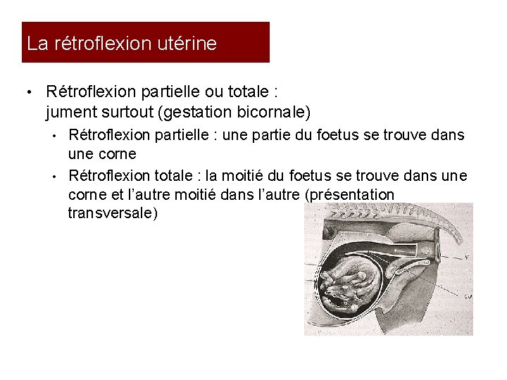 La rétroflexion utérine • Rétroflexion partielle ou totale : jument surtout (gestation bicornale) Rétroflexion