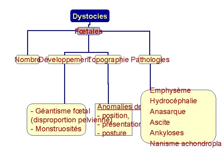 Dystocies Fœtales Nombre. Développement. Topographie Pathologies Emphysème Hydrocéphalie Anomalies de - Géantisme fœtal Anasarque