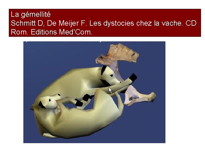 La gémellité Schmitt D, De Meijer F. Les dystocies chez la vache. CD Rom.