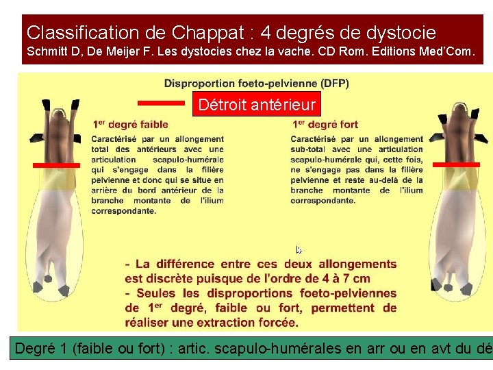 Classification de Chappat : 4 degrés de dystocie Schmitt D, De Meijer F. Les