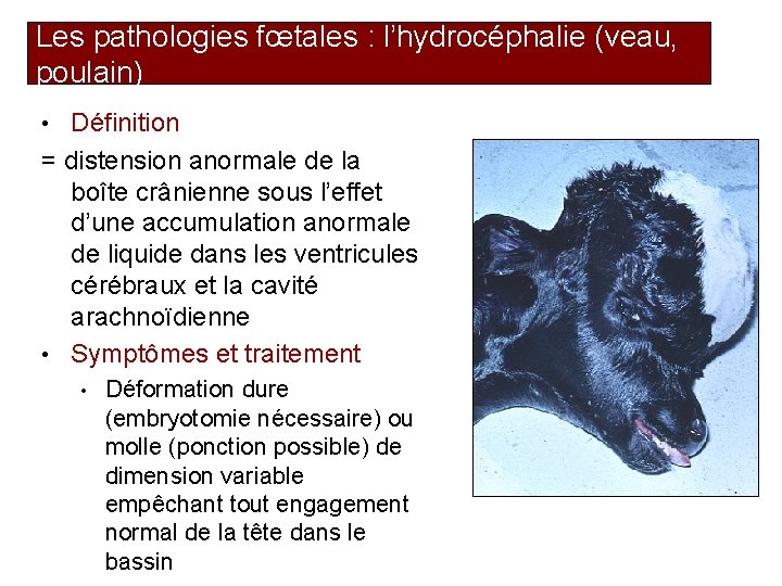 Les pathologies fœtales : l’hydrocéphalie (veau, poulain) • Définition = distension anormale de la