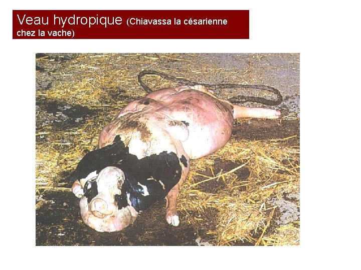 Veau hydropique (Chiavassa la césarienne chez la vache) 