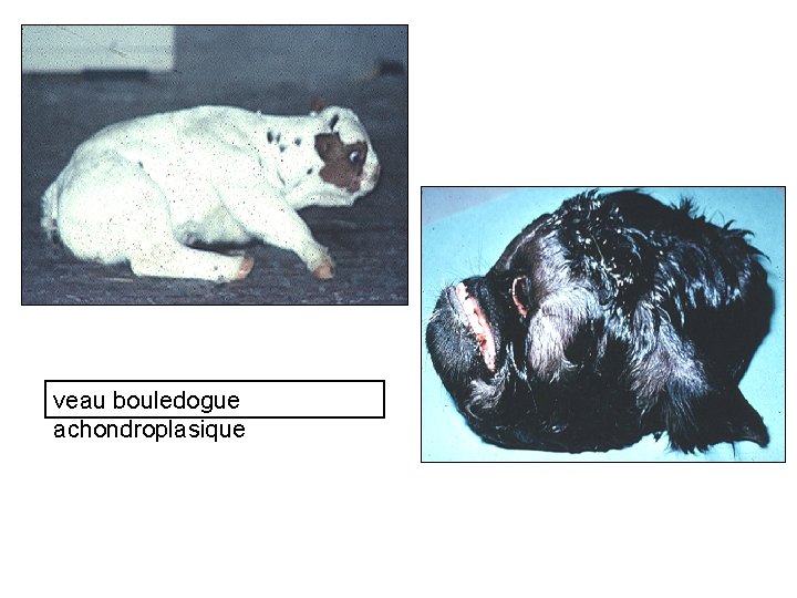 veau bouledogue achondroplasique 