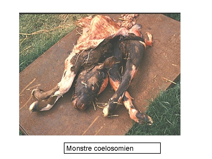 Monstre coelosomien 