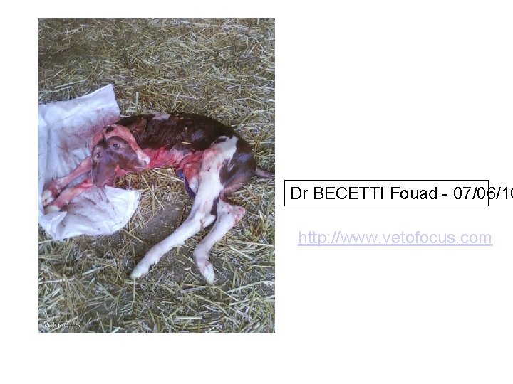 Dr BECETTI Fouad - 07/06/10 http: //www. vetofocus. com 