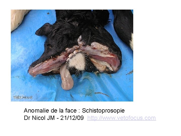 Anomalie de la face : Schistoprosopie Dr Nicol JM - 21/12/09 http: //www. vetofocus.