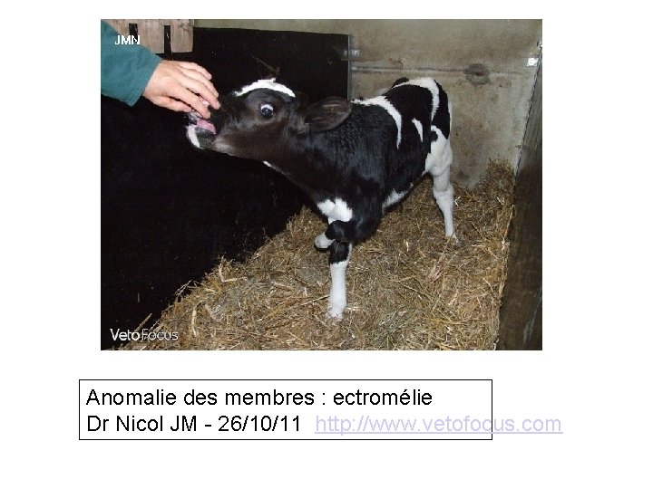 Anomalie des membres : ectromélie Dr Nicol JM - 26/10/11 http: //www. vetofocus. com