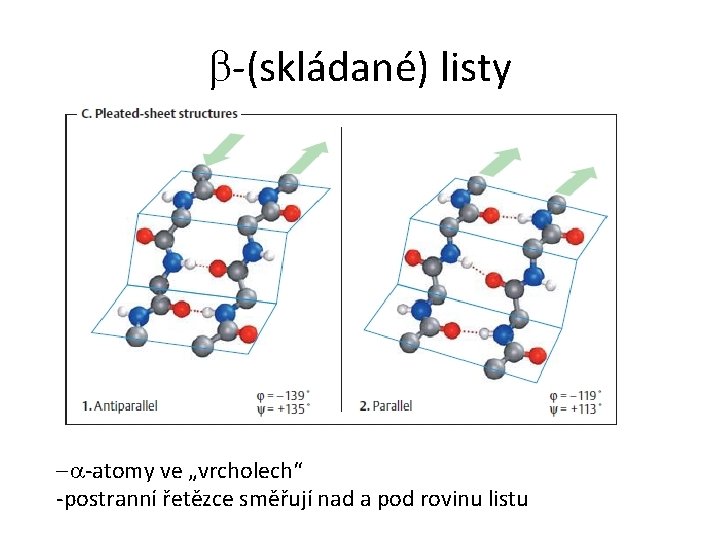 b-(skládané) listy -a-atomy ve „vrcholech“ -postranní řetězce směřují nad a pod rovinu listu 