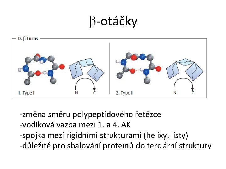 b-otáčky -změna směru polypeptidového řetězce -vodíková vazba mezi 1. a 4. AK -spojka mezi