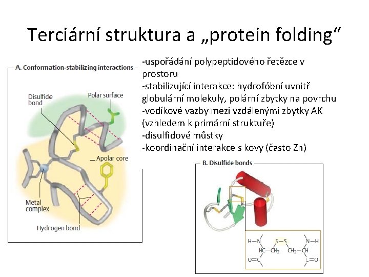 Terciární struktura a „protein folding“ -uspořádání polypeptidového řetězce v prostoru -stabilizující interakce: hydrofóbní uvnitř