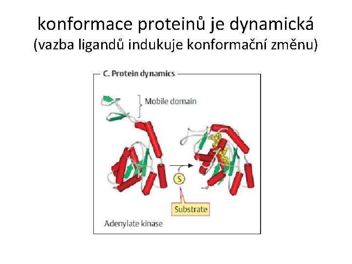 konformace proteinů je dynamická (vazba ligandů indukuje konformační změnu) 