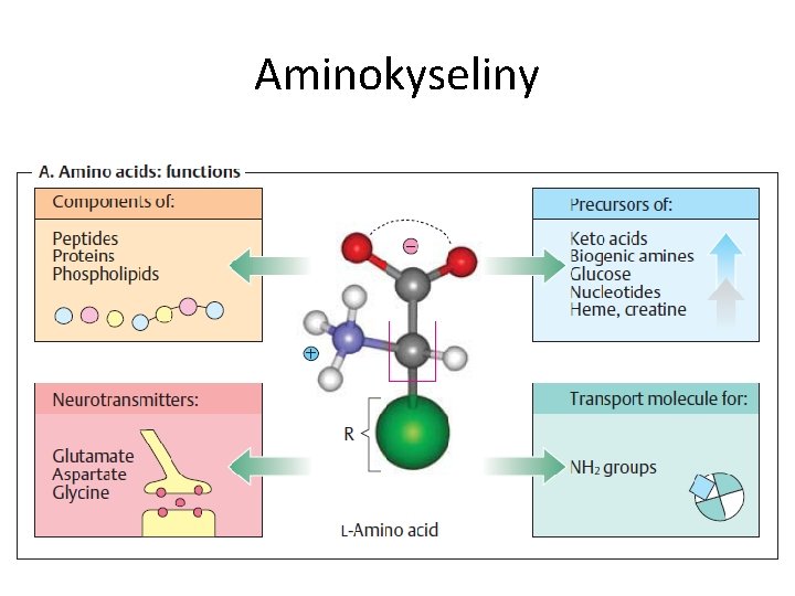 Aminokyseliny 