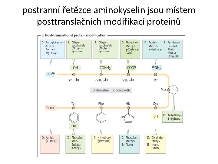 postranní řetězce aminokyselin jsou místem posttranslačních modifikací proteinů 