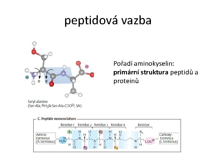 peptidová vazba Pořadí aminokyselin: primární struktura peptidů a proteinů 