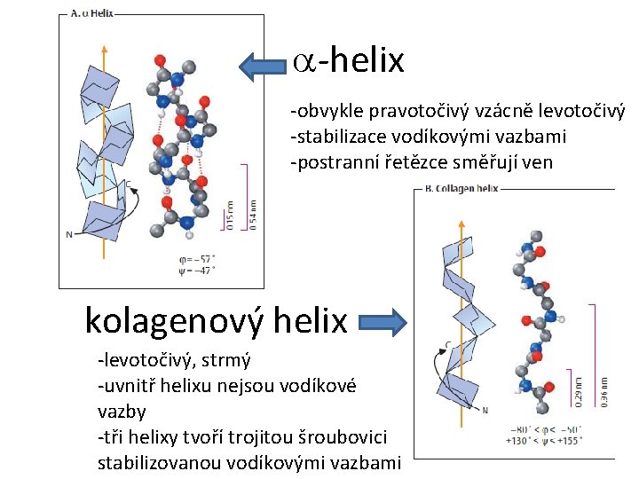 a-helix -obvykle pravotočivý vzácně levotočivý -stabilizace vodíkovými vazbami -postranní řetězce směřují ven kolagenový helix