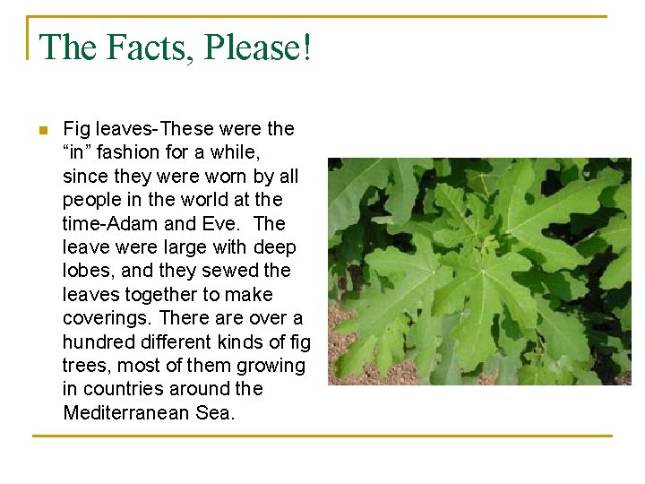 The Facts, Please! n Fig leaves-These were the “in” fashion for a while, since
