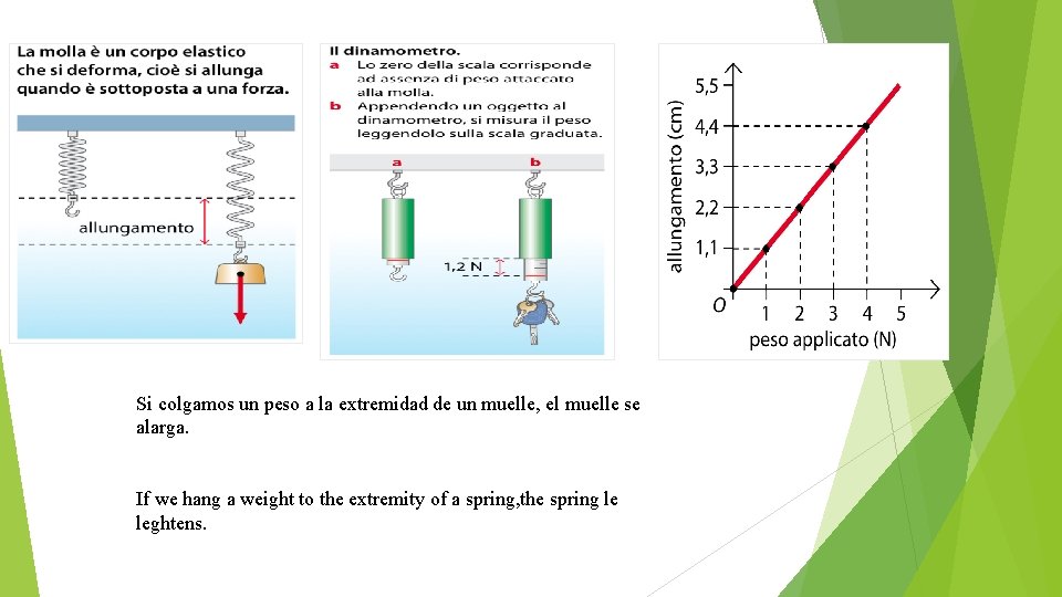 Si colgamos un peso a la extremidad de un muelle, el muelle se alarga.