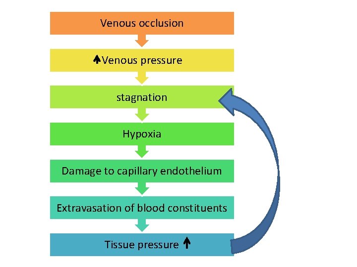 Venous occlusion Venous pressure stagnation Hypoxia Damage to capillary endothelium Extravasation of blood constituents Venous occlusion Venous pressure stagnation Hypoxia Damage to capillary endothelium Extravasation of blood constituents
