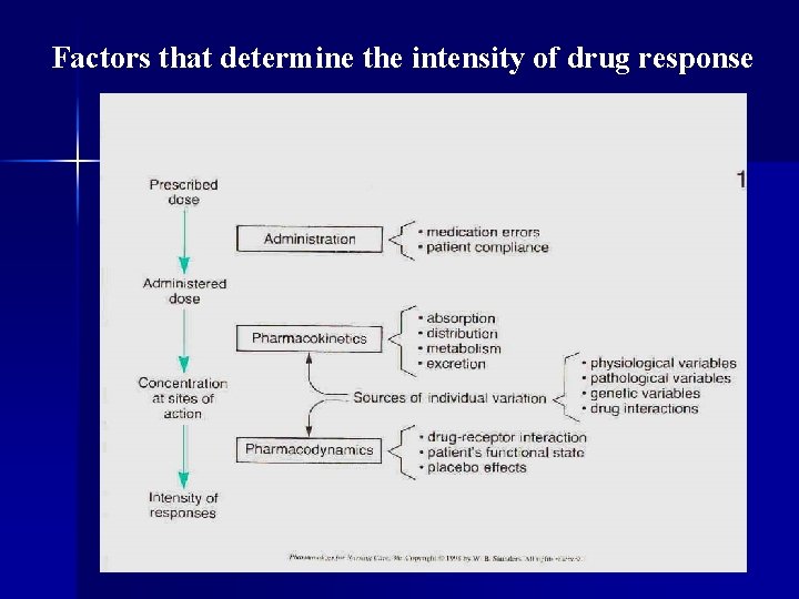 Factors that determine the intensity of drug response 