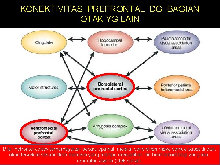 KONEKTIVITAS PREFRONTAL DG BAGIAN OTAK YG LAIN Bila Prefrontal cortex terberdayakan secara optimal melalui