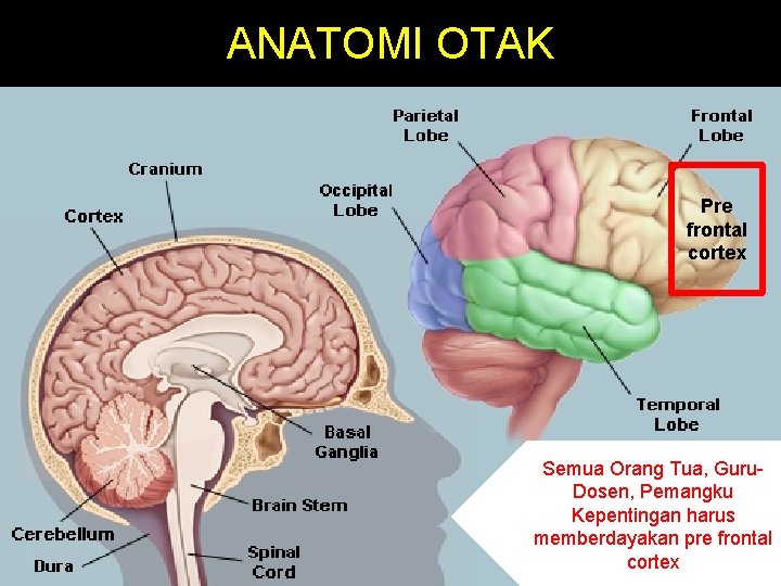 ANATOMI OTAK Pre frontal cortex Semua Orang Tua, Guru. Dosen, Pemangku Kepentingan harus memberdayakan