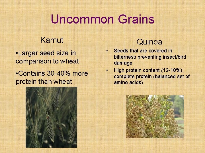 Uncommon Grains Kamut Quinoa • Larger seed size in comparison to wheat • •