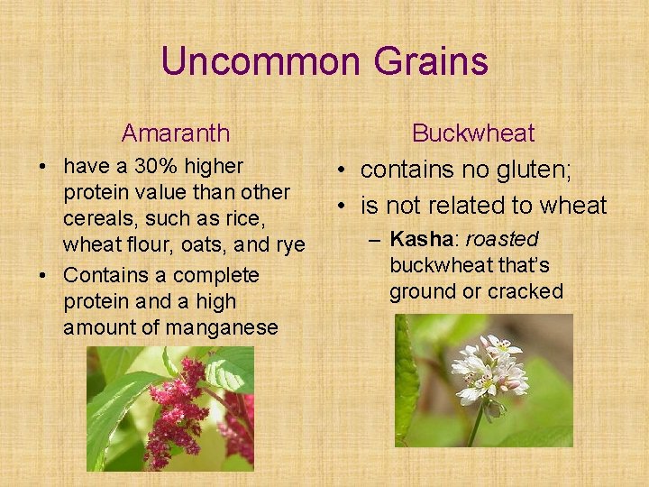 Uncommon Grains Amaranth • have a 30% higher protein value than other cereals, such