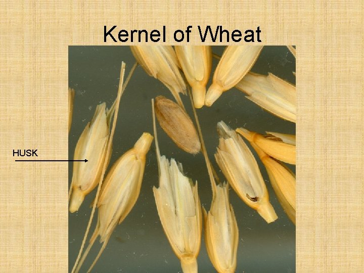 Kernel of Wheat HUSK 