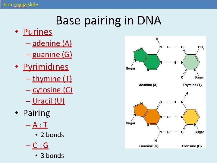 • Purines Base pairing in DNA – adenine (A) – guanine (G) • • Purines Base pairing in DNA – adenine (A) – guanine (G) •