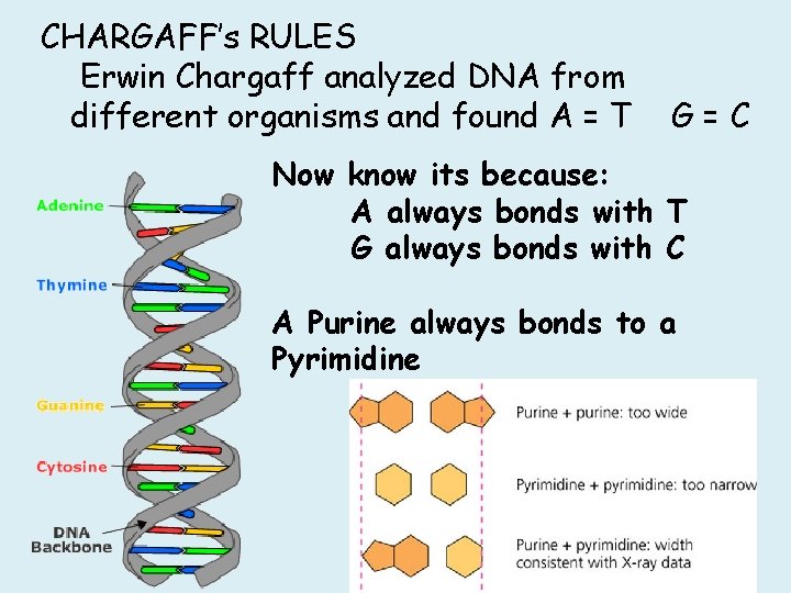CHARGAFF’s RULES Erwin Chargaff analyzed DNA from different organisms and found A = T CHARGAFF’s RULES Erwin Chargaff analyzed DNA from different organisms and found A = T