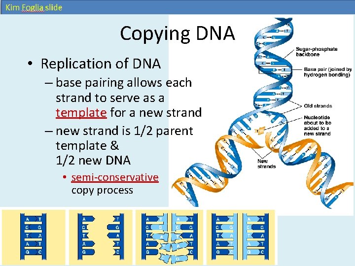 Copying DNA • Replication of DNA – base pairing allows each strand to serve Copying DNA • Replication of DNA – base pairing allows each strand to serve