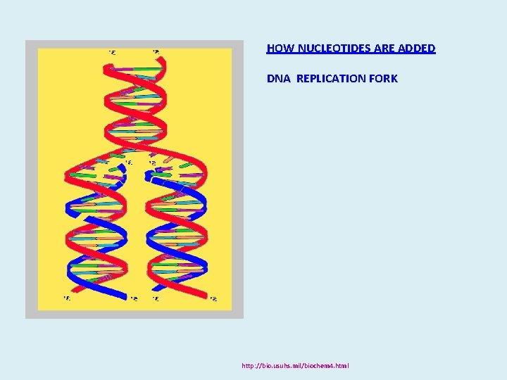 HOW NUCLEOTIDES ARE ADDED DNA REPLICATION FORK http: //bio. usuhs. mil/biochem 4. html HOW NUCLEOTIDES ARE ADDED DNA REPLICATION FORK http: //bio. usuhs. mil/biochem 4. html