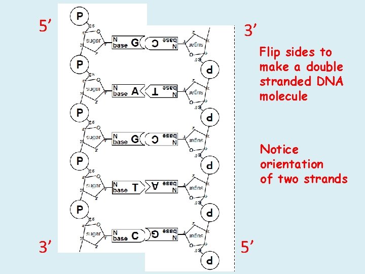 5’ 3’ Flip sides to make a double stranded DNA molecule Notice orientation of 5’ 3’ Flip sides to make a double stranded DNA molecule Notice orientation of