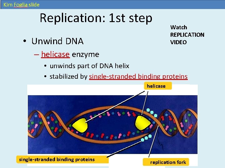 Replication: 1 st step • Unwind DNA Watch REPLICATION VIDEO – helicase enzyme • Replication: 1 st step • Unwind DNA Watch REPLICATION VIDEO – helicase enzyme •