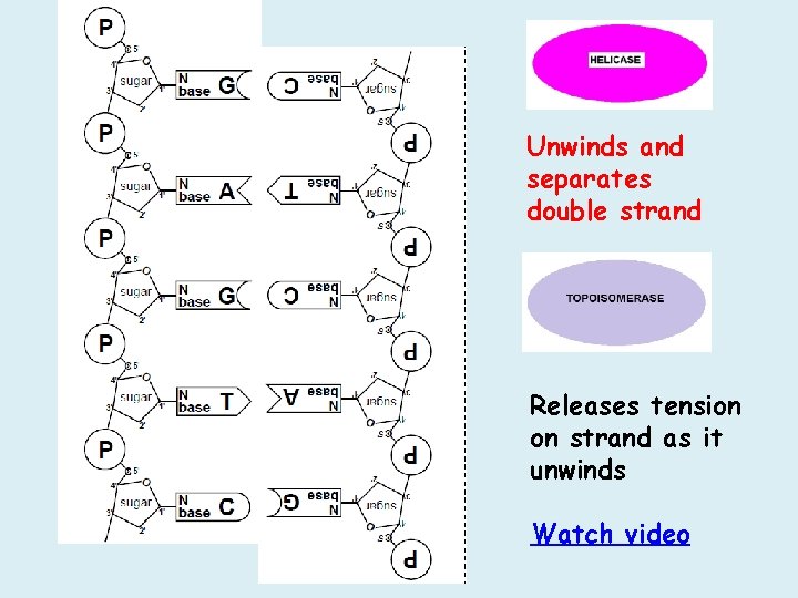 Unwinds and separates double strand Releases tension on strand as it unwinds Watch video Unwinds and separates double strand Releases tension on strand as it unwinds Watch video