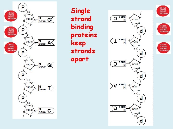 Single strand binding proteins keep strands apart Single strand binding proteins keep strands apart