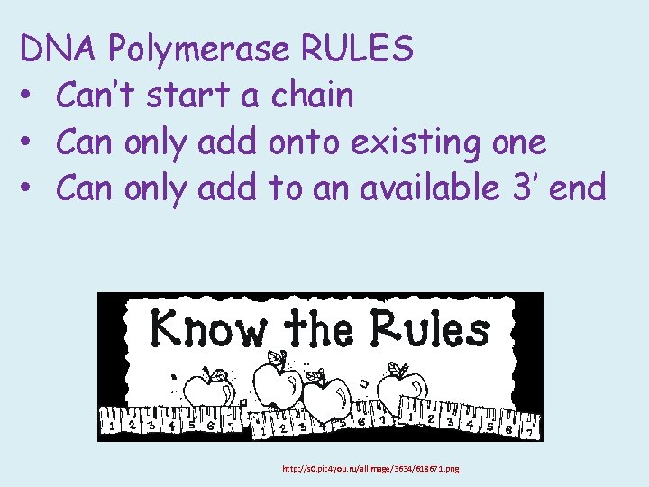 DNA Polymerase RULES • Can’t start a chain • Can only add onto existing DNA Polymerase RULES • Can’t start a chain • Can only add onto existing